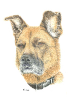 Coloured Pencil Drawing Dog